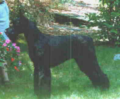 adanme2.jpg (8745 bytes)